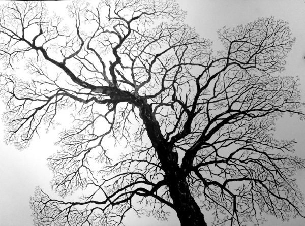 Tree in winter