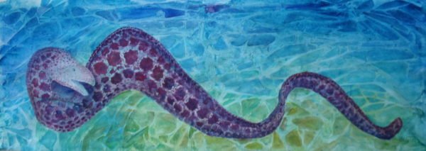 Moray - Image 2