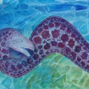 Moray