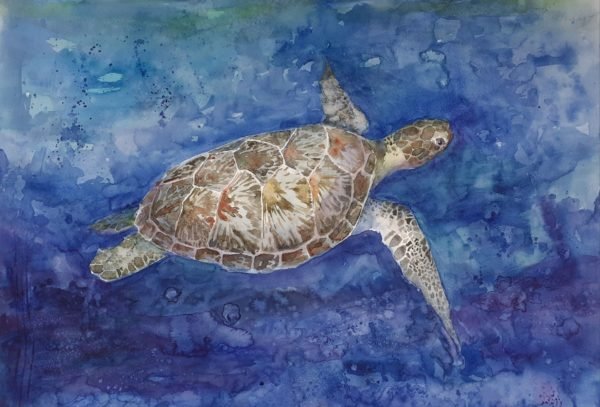 Turtle
