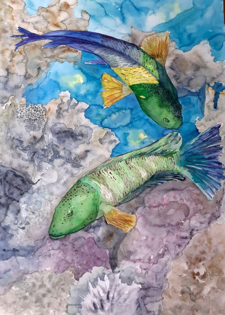 Olly Fish Day 02 732x1024